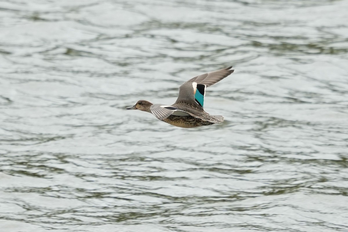 Green-winged Teal (Eurasian) - ML644475718