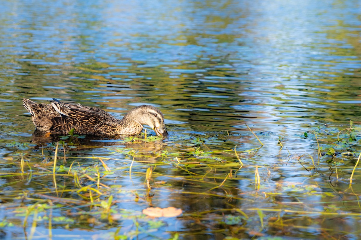 Canard colvert - ML644475719