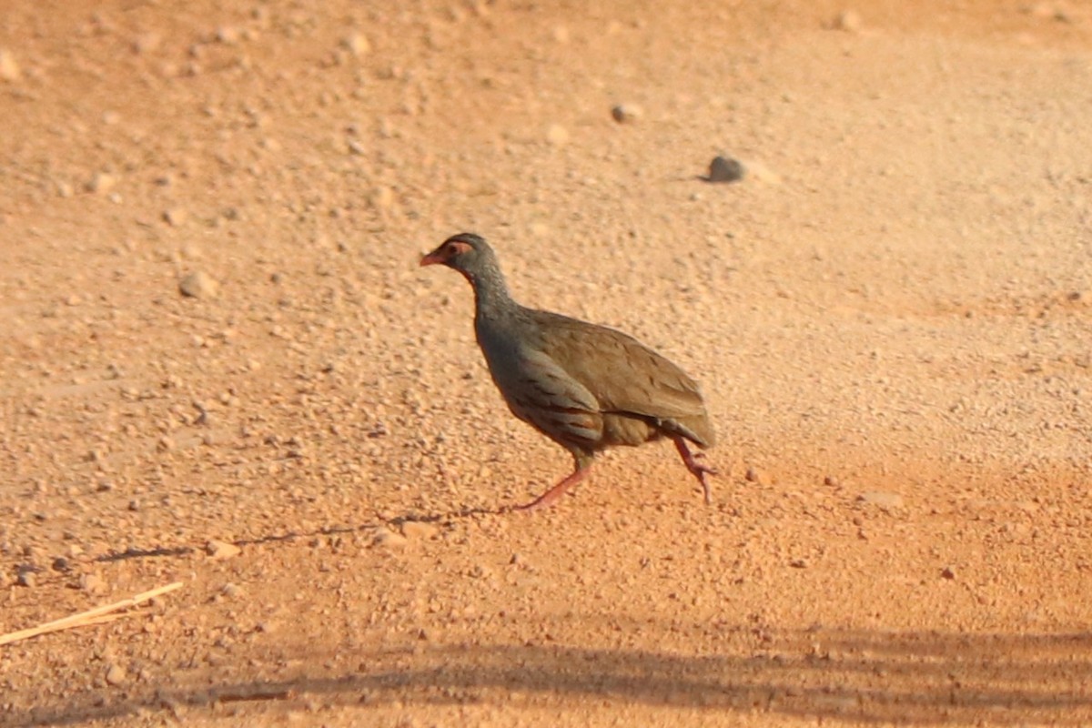 Red-necked Spurfowl - ML644475724