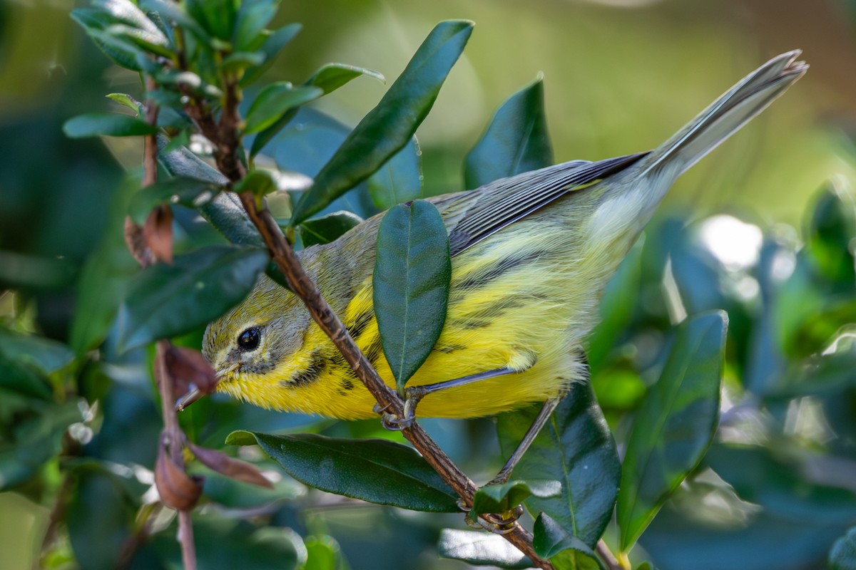 Paruline des prés - ML644475733