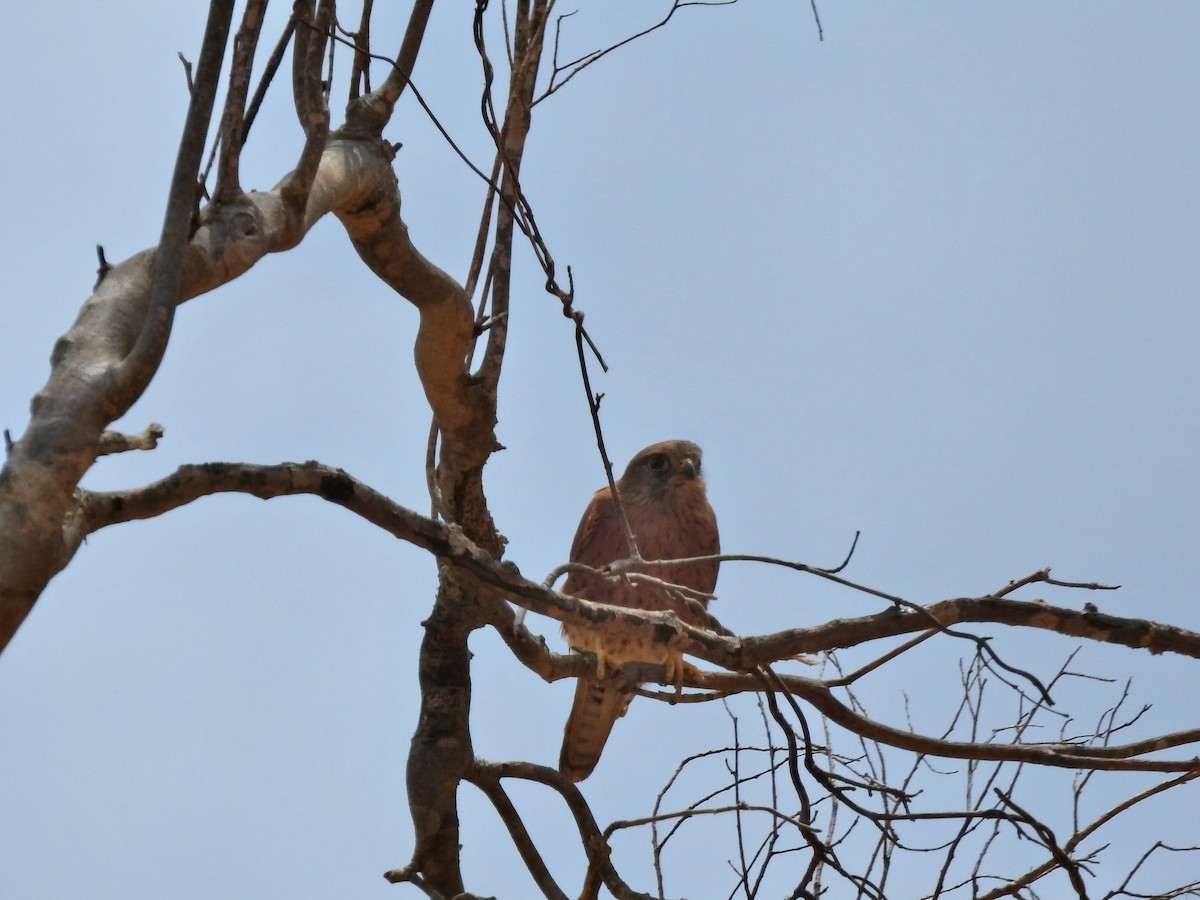Malagasy Kestrel - ML644475736