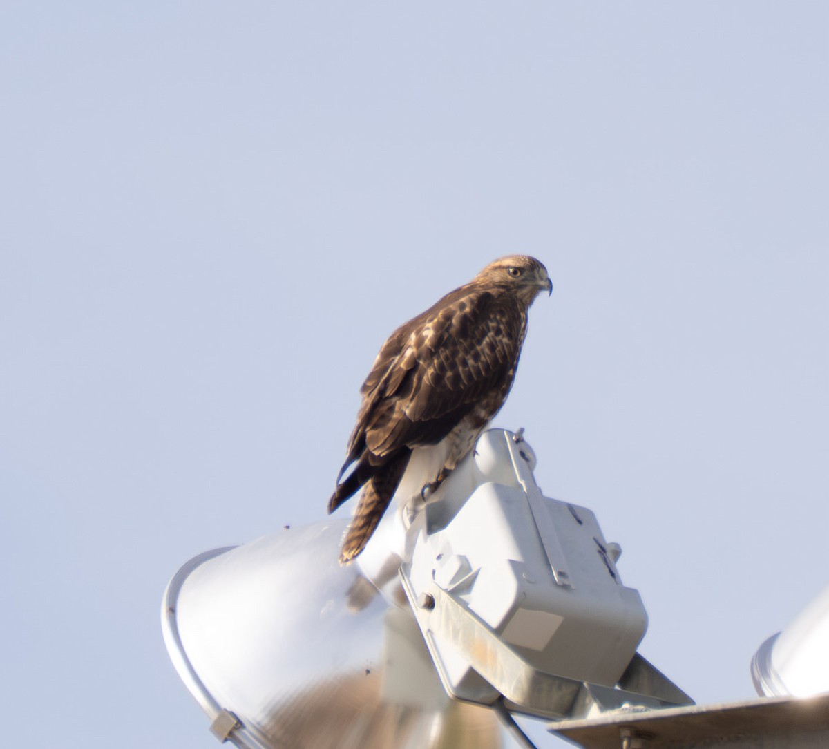 Red-tailed Hawk - ML644475739