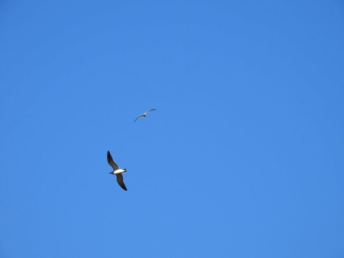 Mouette atricille - ML644475743