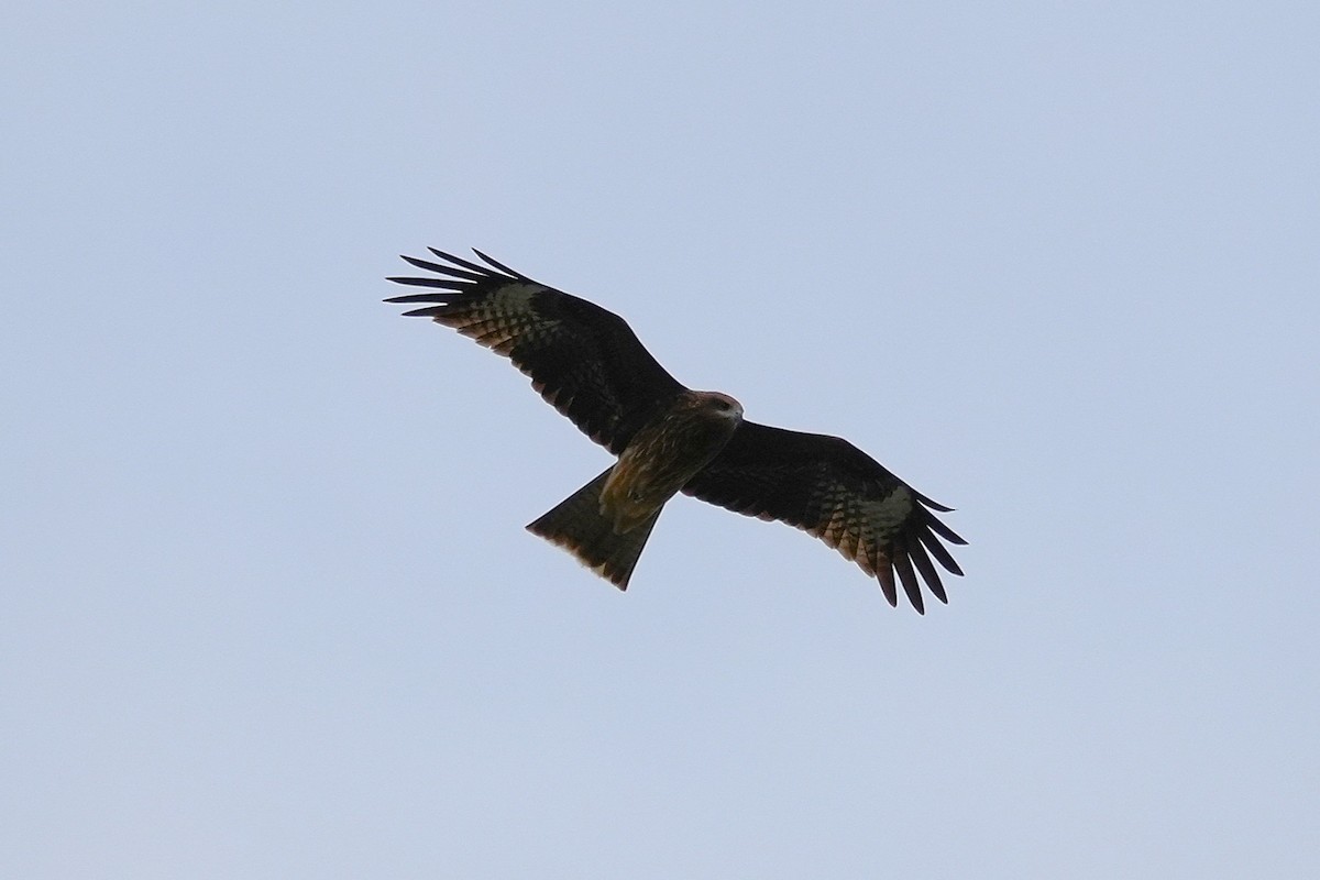 Black Kite (Black-eared) - ML644475749