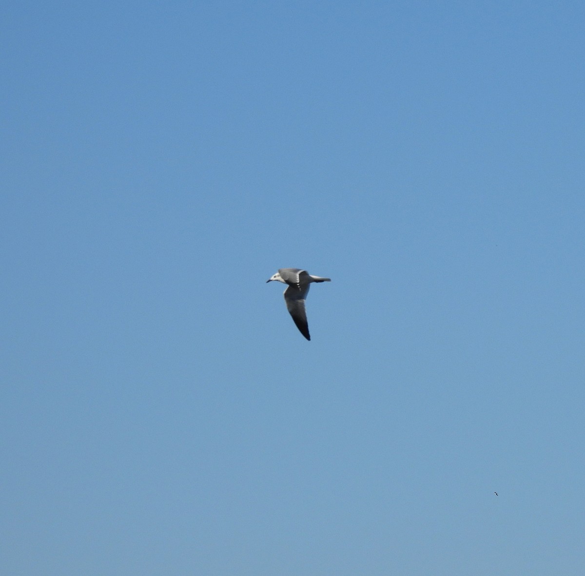 Mouette atricille - ML644475753