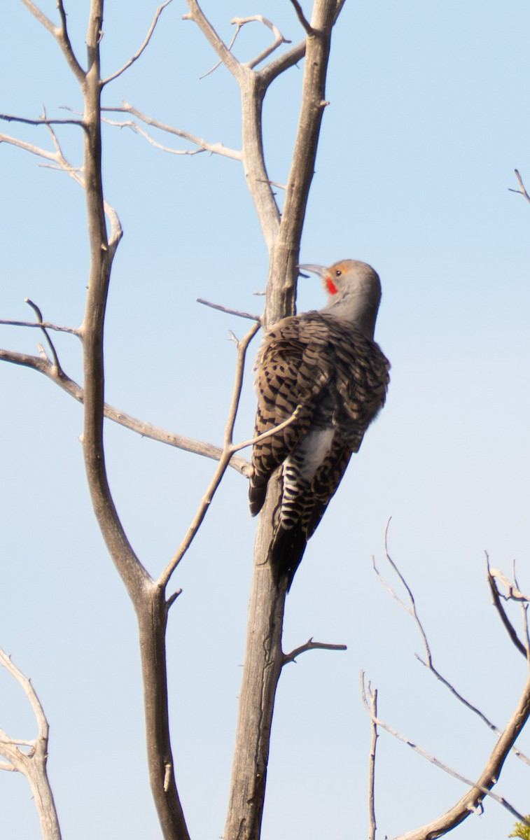 Northern Flicker - ML644475758