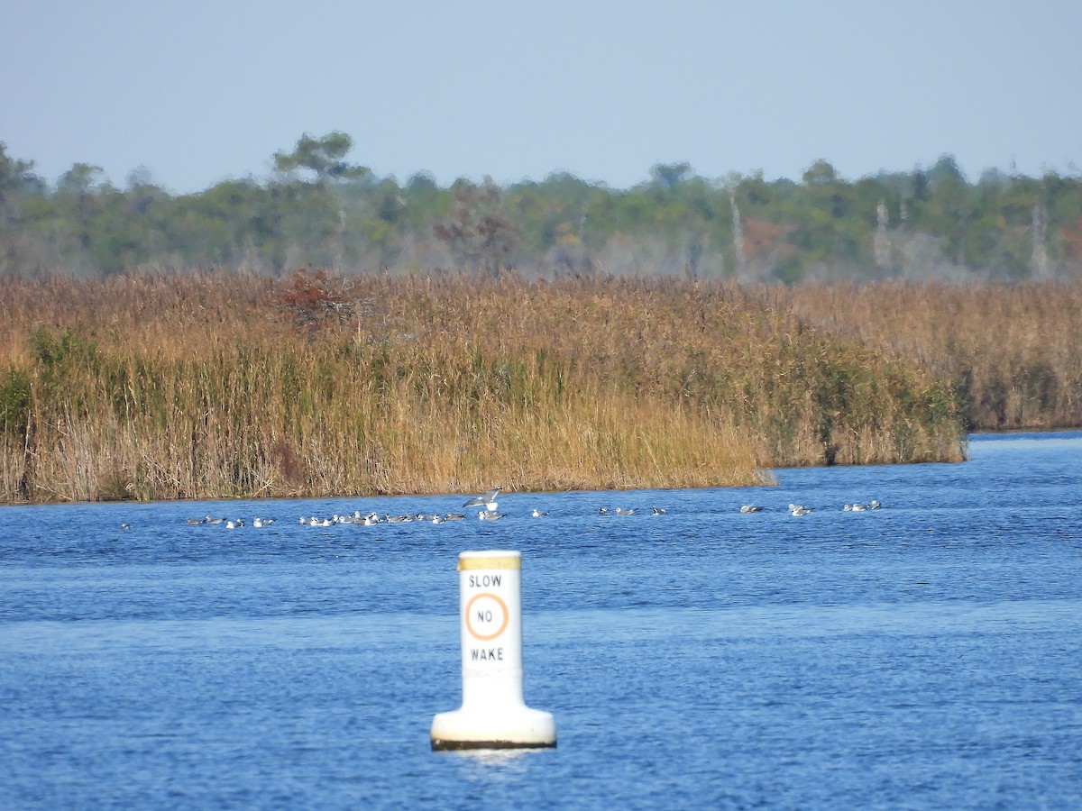 Mouette atricille - ML644475761