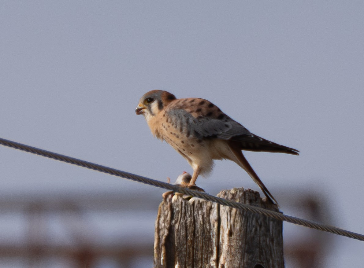 American Kestrel - ML644475770
