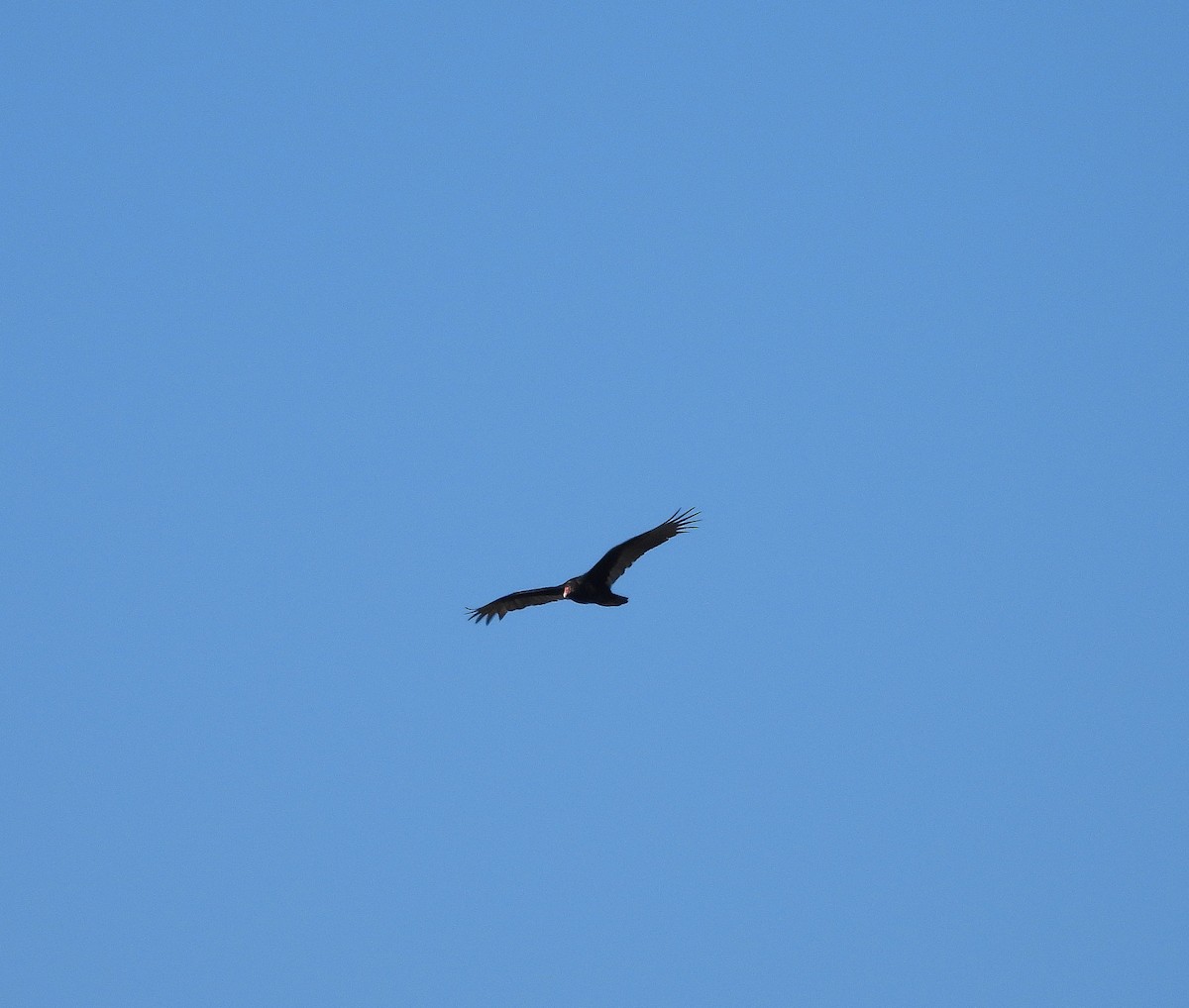 Urubu à tête rouge - ML644475776