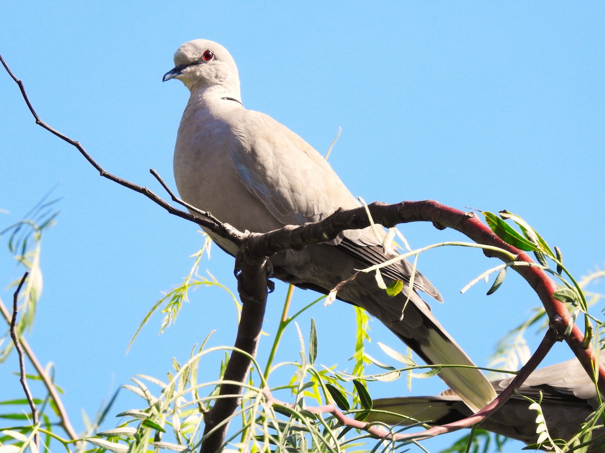 hrdlička zahradní - ML644475777