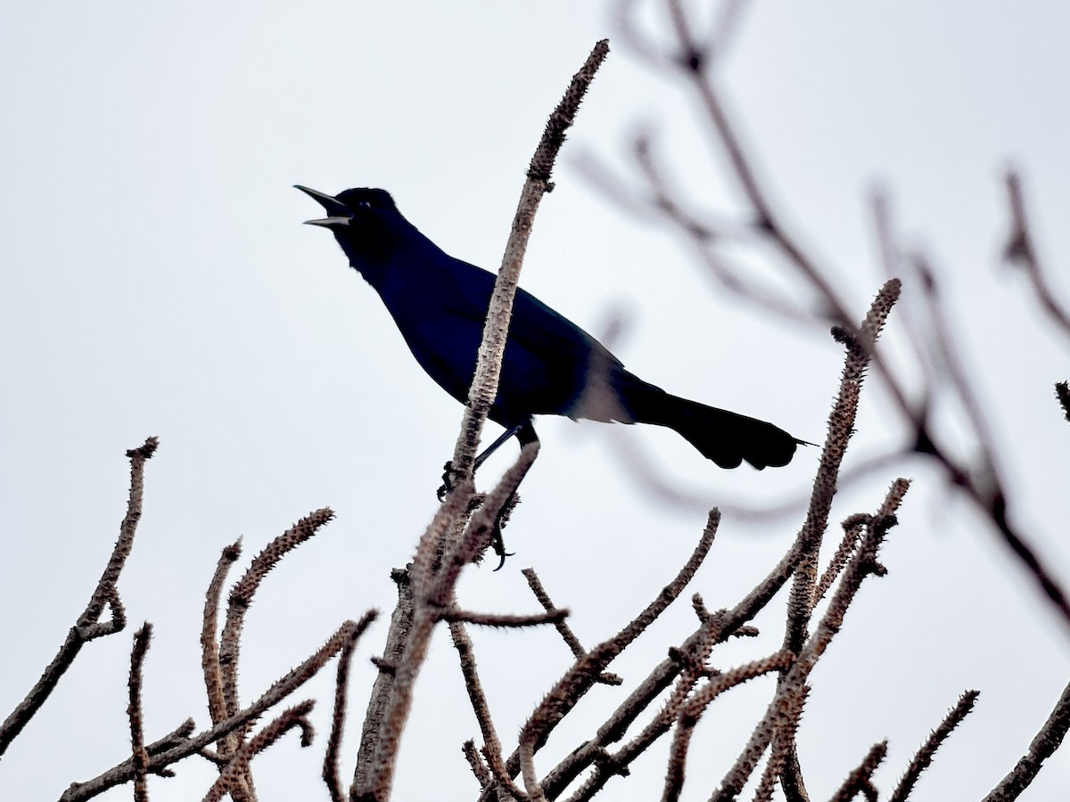Boat-tailed Grackle - ML644475779