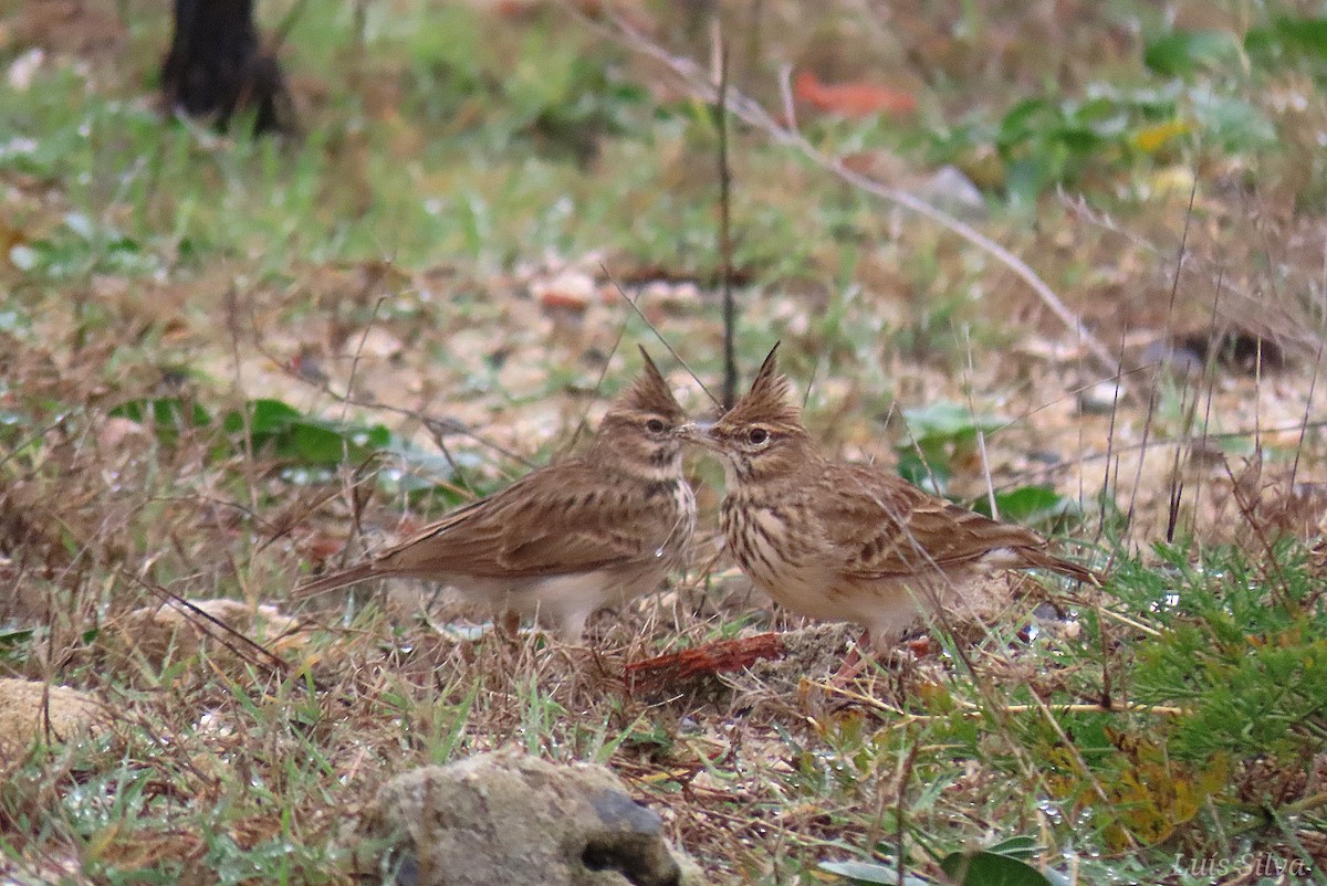 עפרוני מצויץ - ML644475783