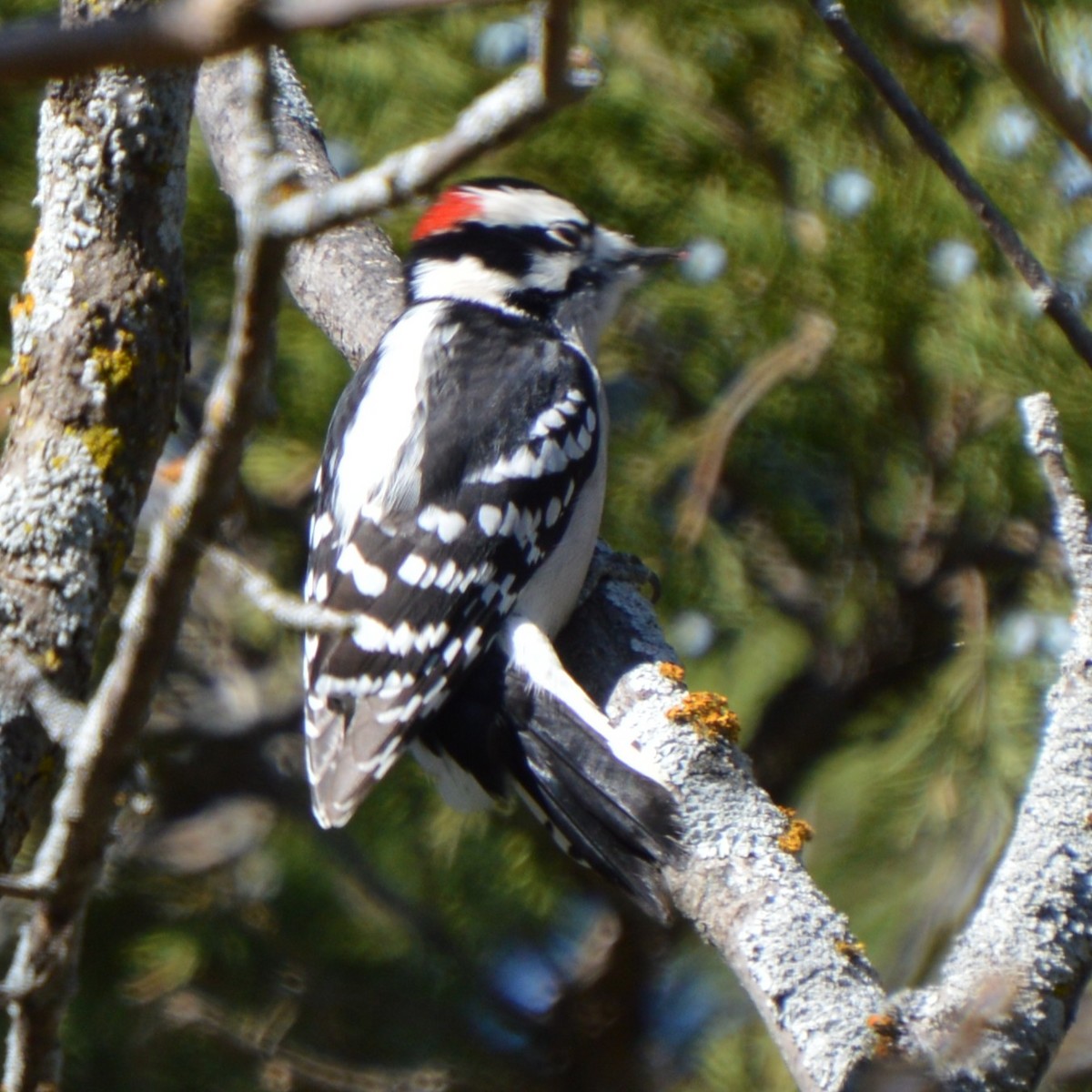 Downy Woodpecker - ML644475786