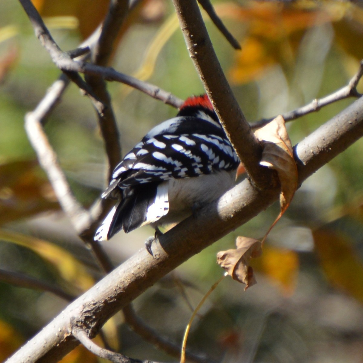 Downy Woodpecker - ML644475787
