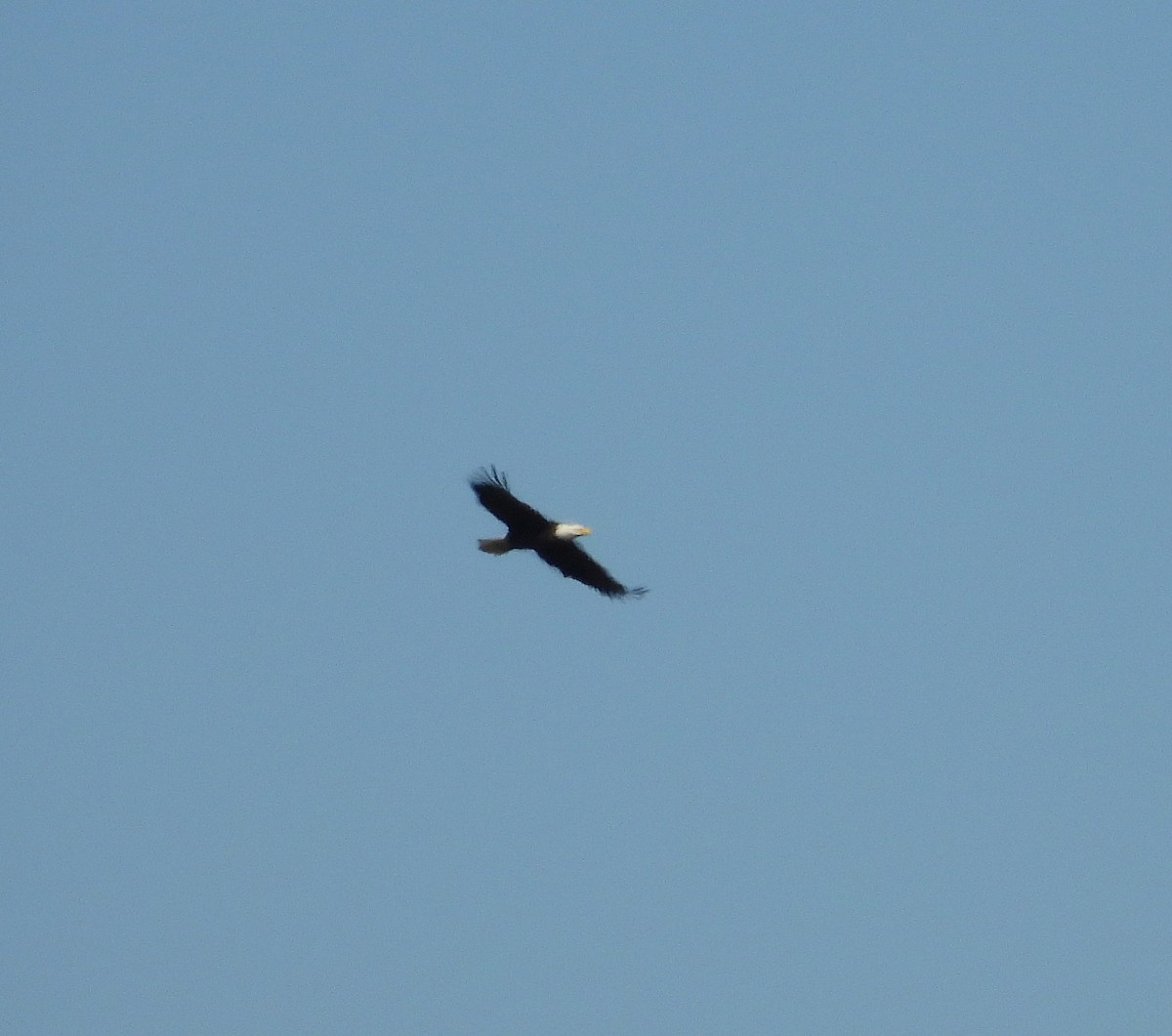 Pygargue à tête blanche - ML644475788