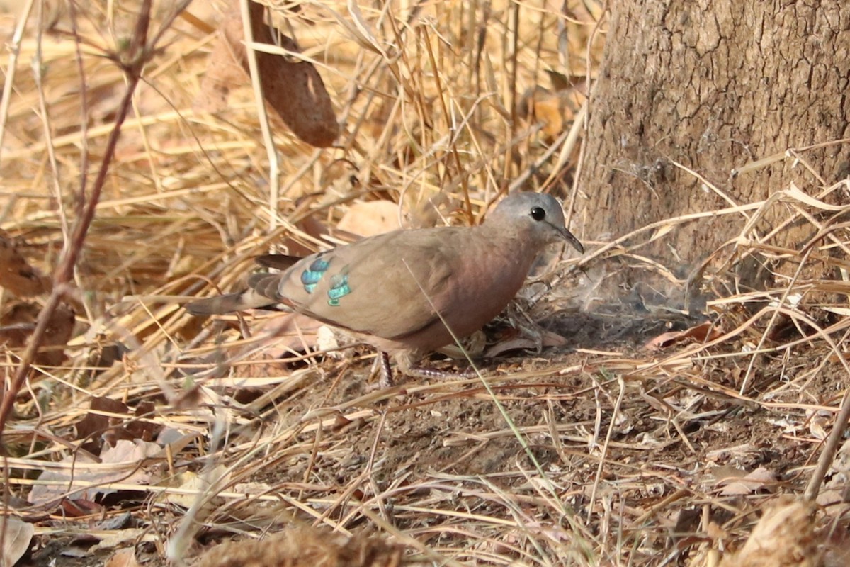 hrdlička zelenoskvrnná - ML644475793