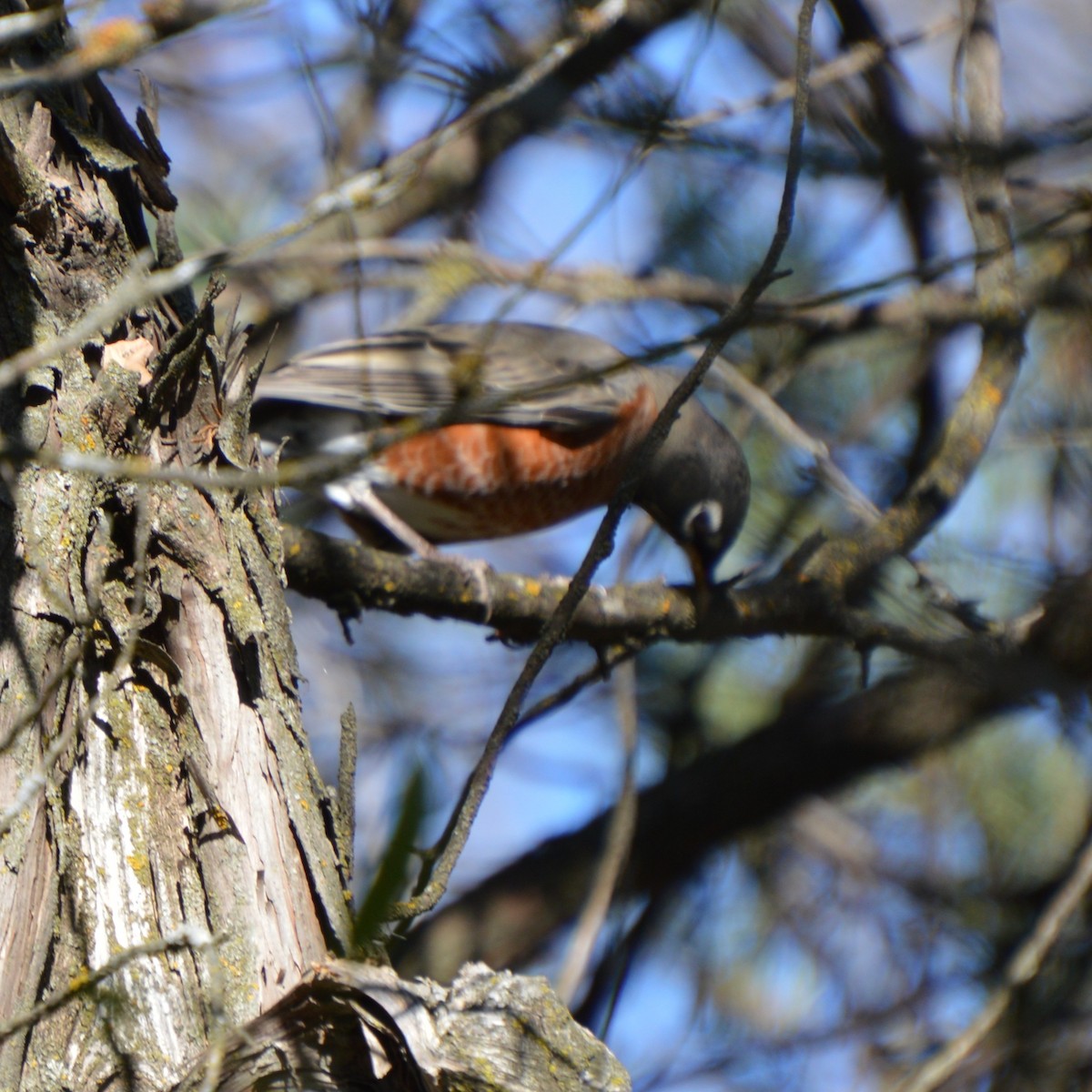 American Robin - ML644475798