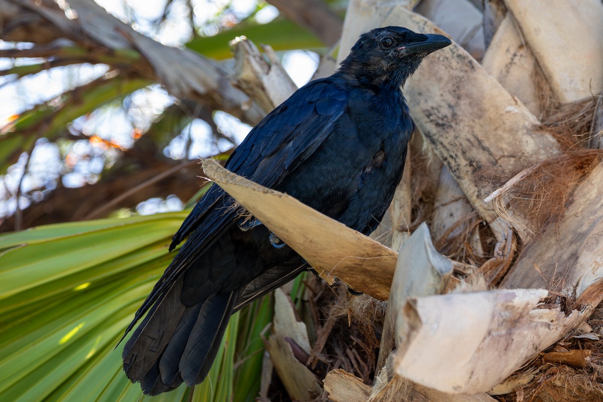 ウオガラス - ML644475800