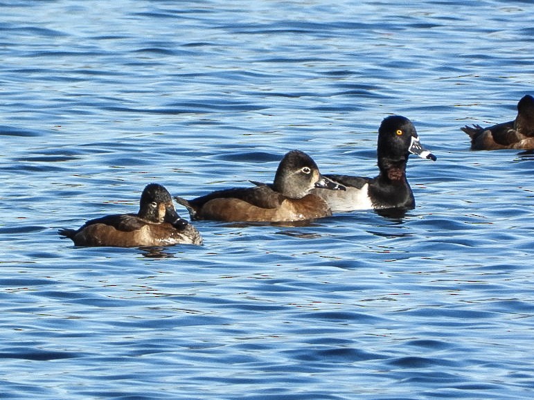Ring-necked Duck - ML644475801