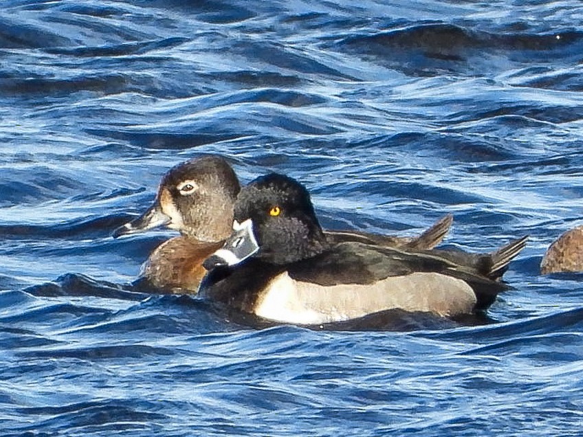 Ring-necked Duck - ML644475802