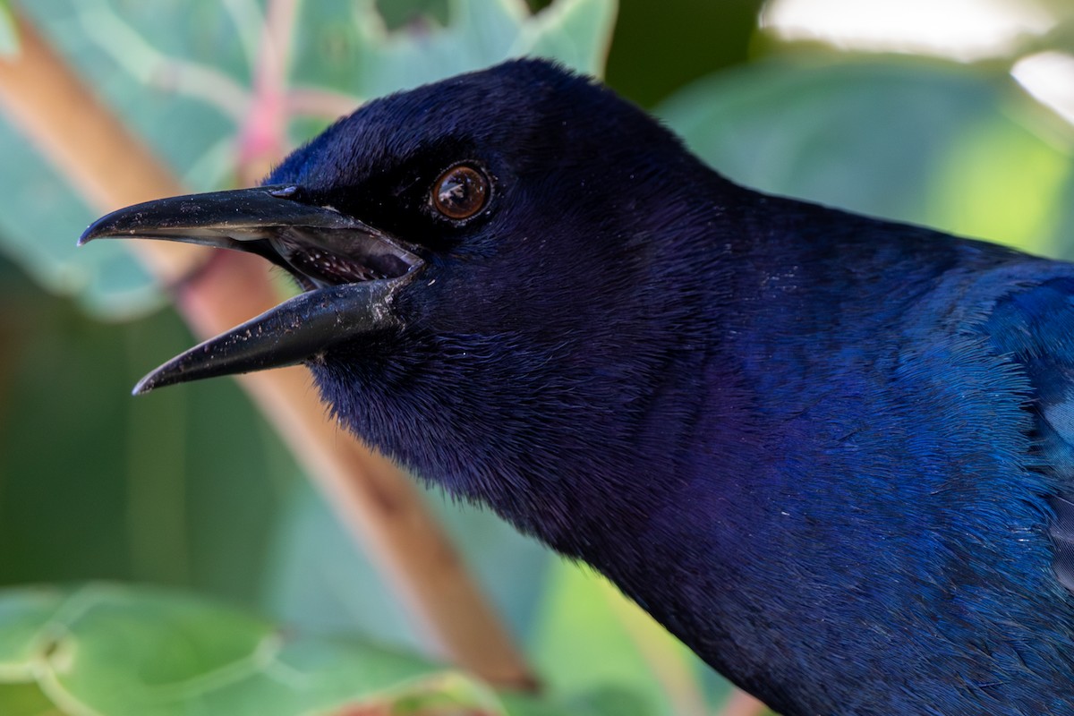 Quiscale des marais - ML644475808