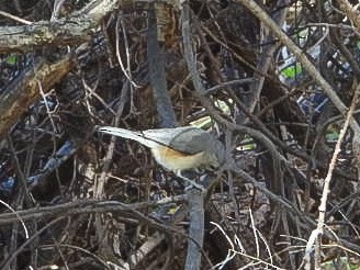 Tufted Titmouse - ML644475811