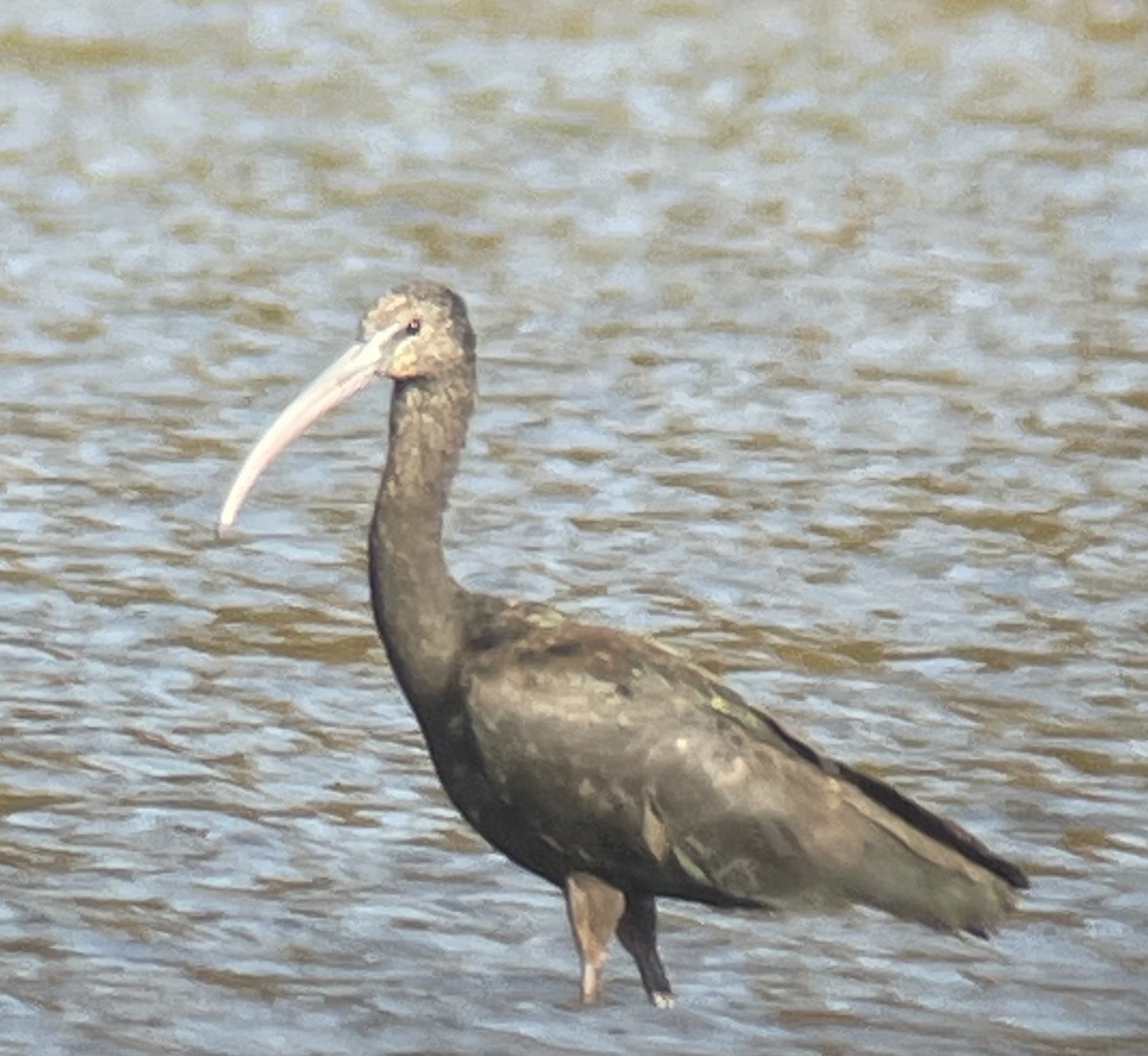 ブロンズトキ - ML644475812