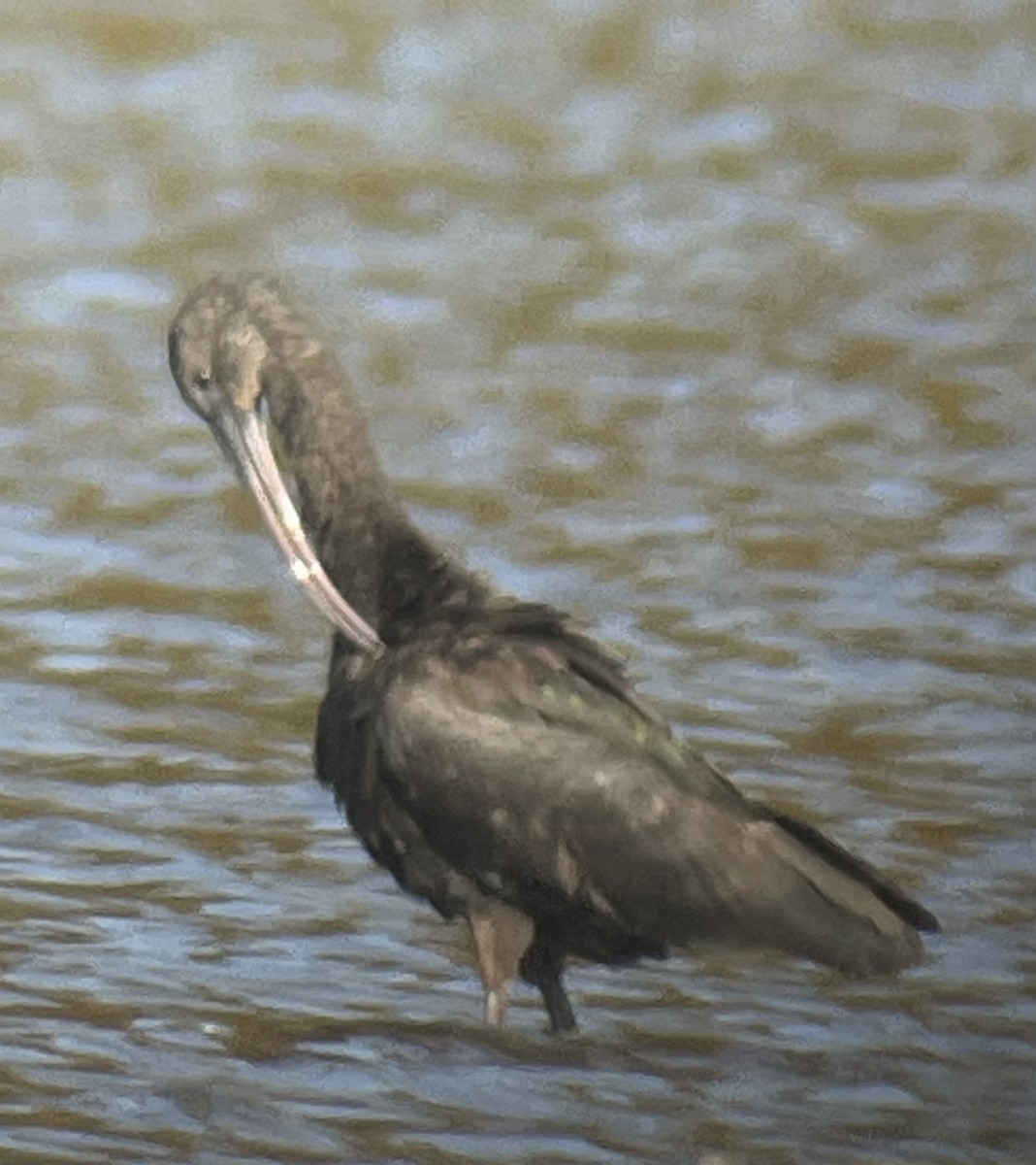 ブロンズトキ - ML644475813