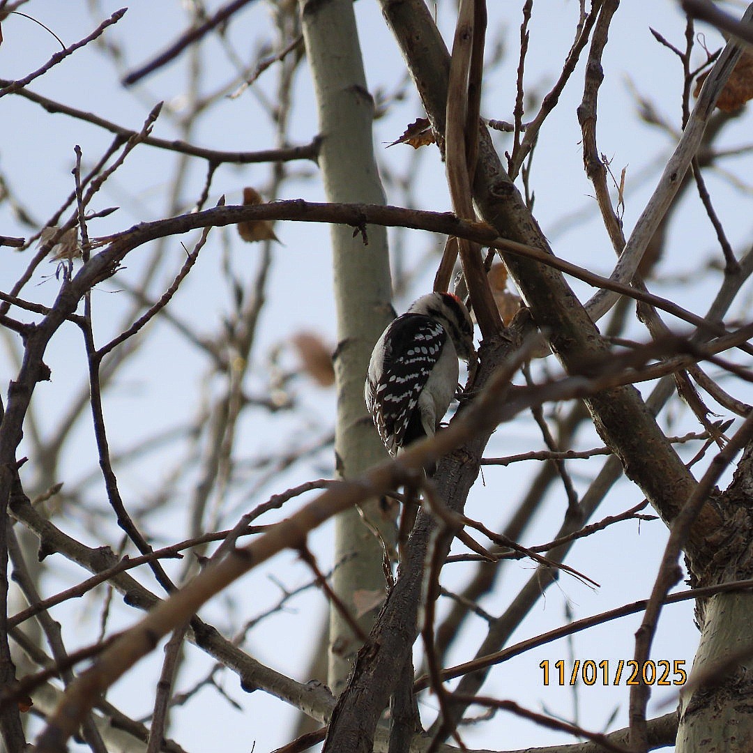 Downy Woodpecker - ML644475815
