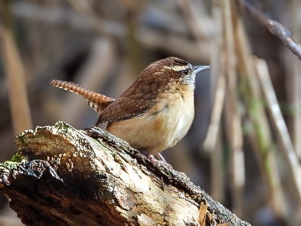 Carolina Wren - ML644475817