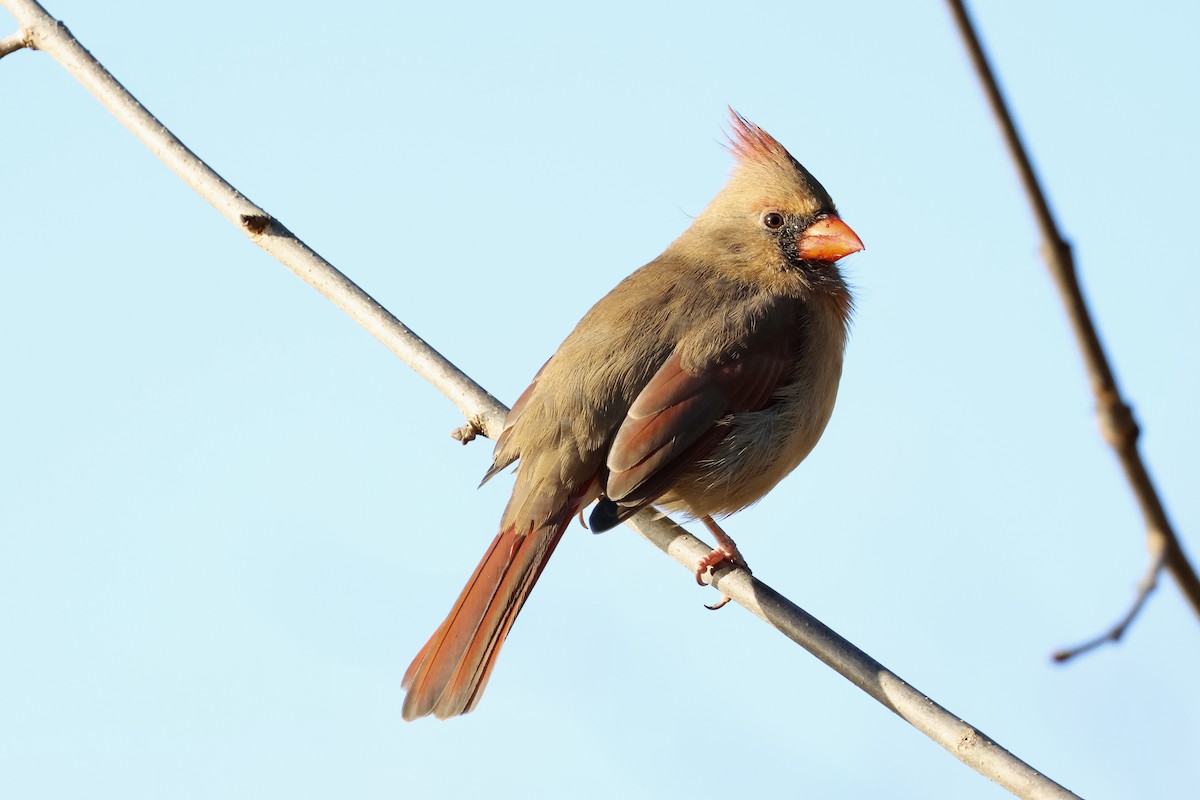 Northern Cardinal - ML644475826