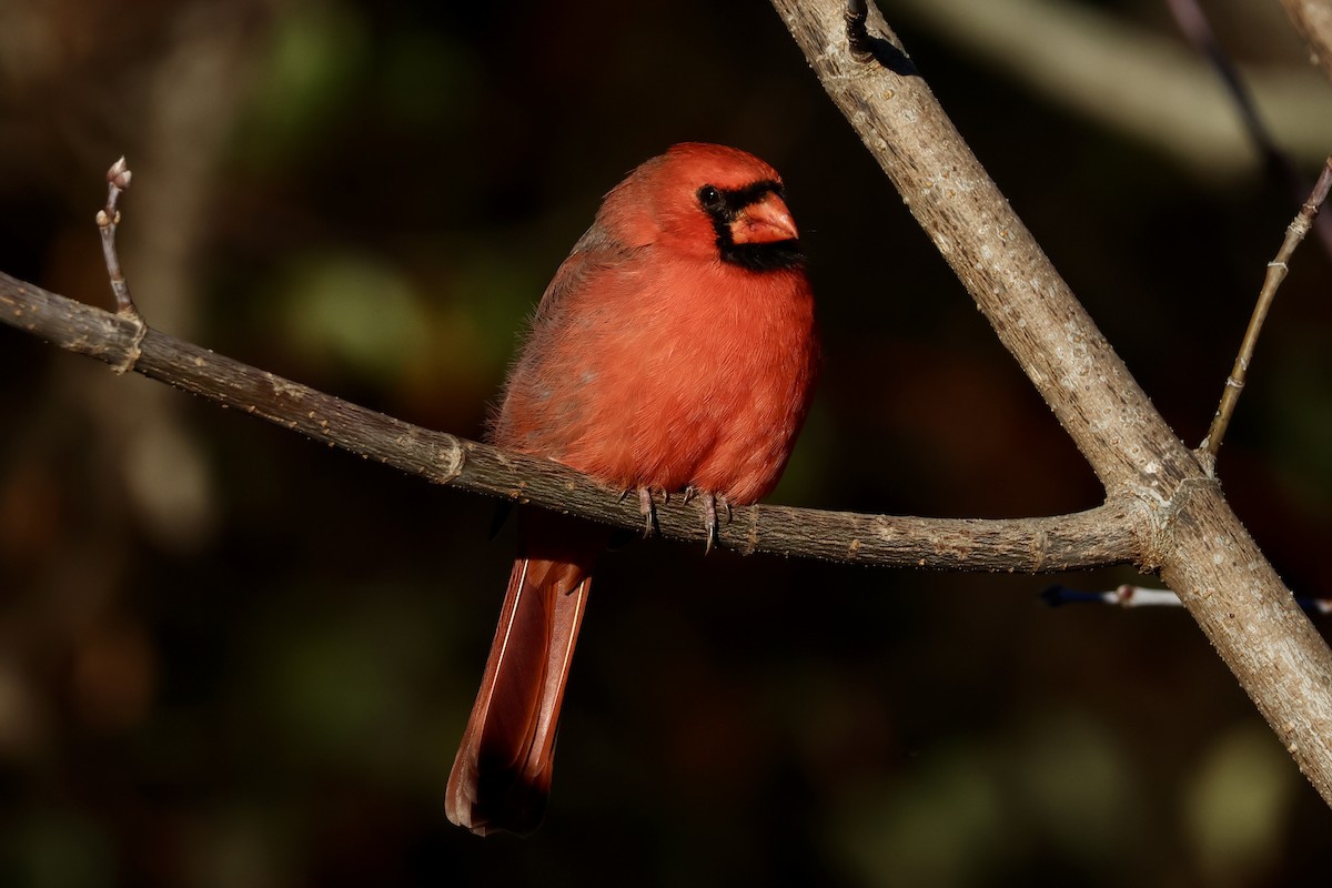 Northern Cardinal - ML644475827