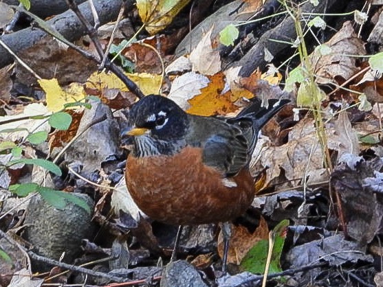 American Robin - ML644475828
