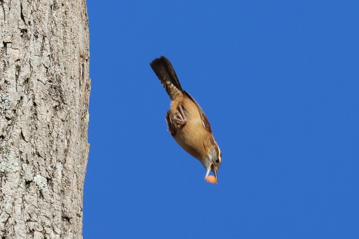 Carolina Wren - ML644475830