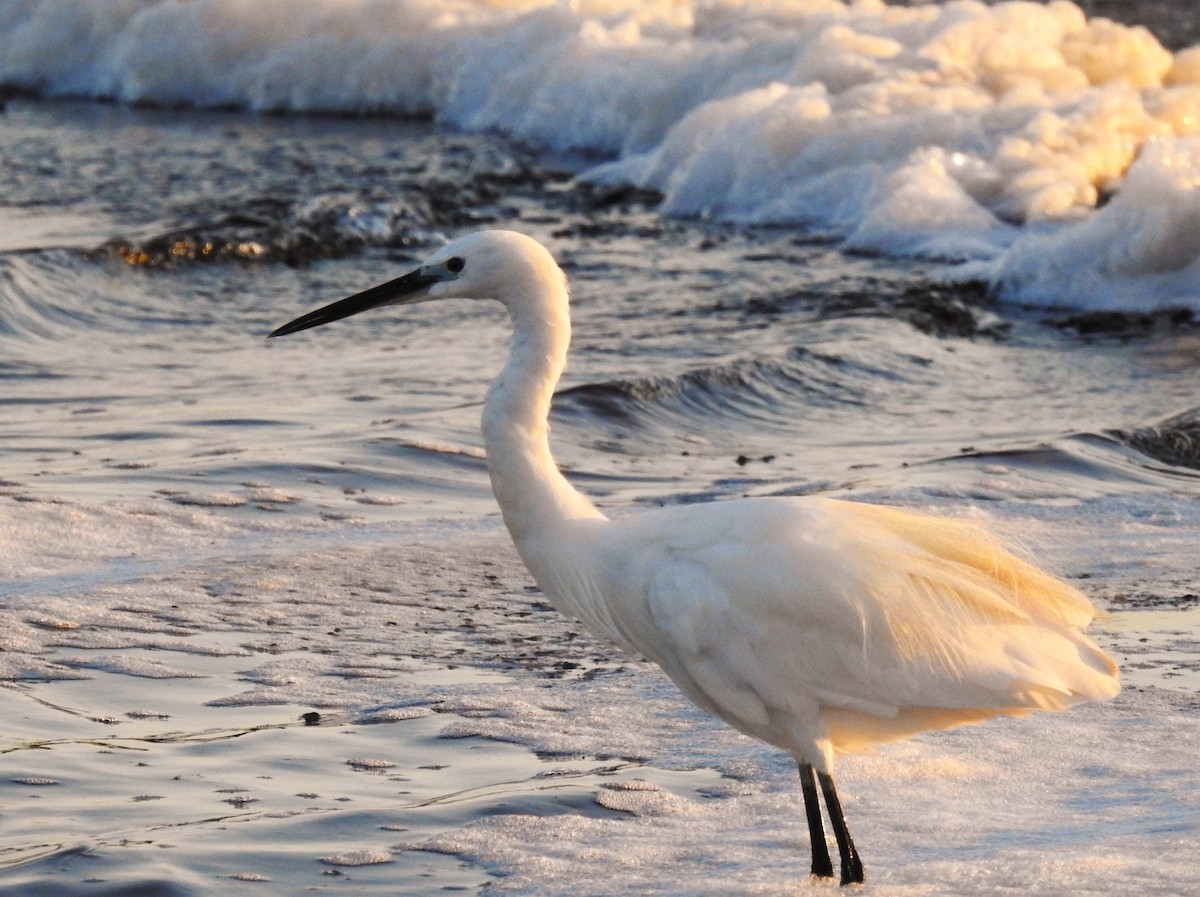 Aigrette garzette - ML644475831