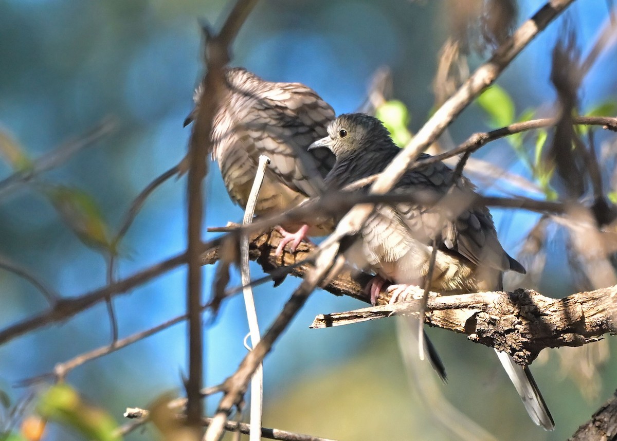 Colombe inca - ML644475833