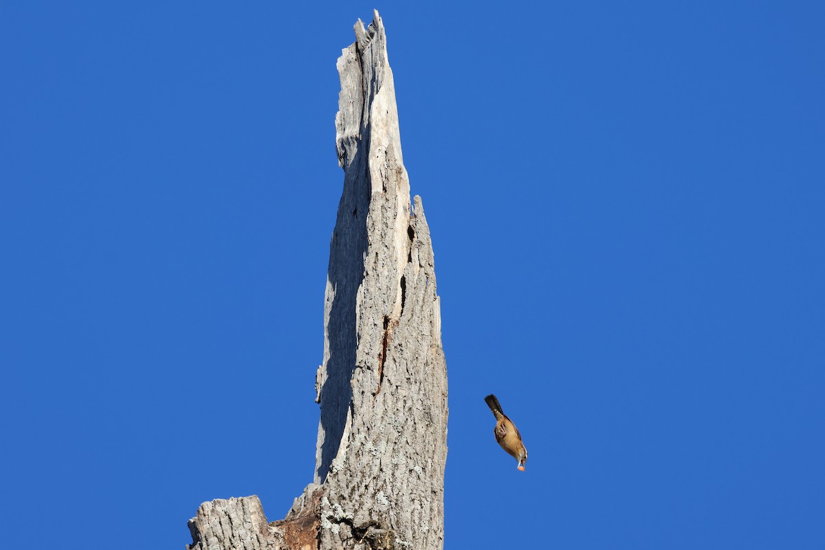 Carolina Wren - ML644475836