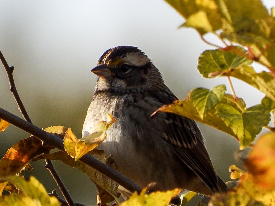 White-throated Sparrow - ML644475840