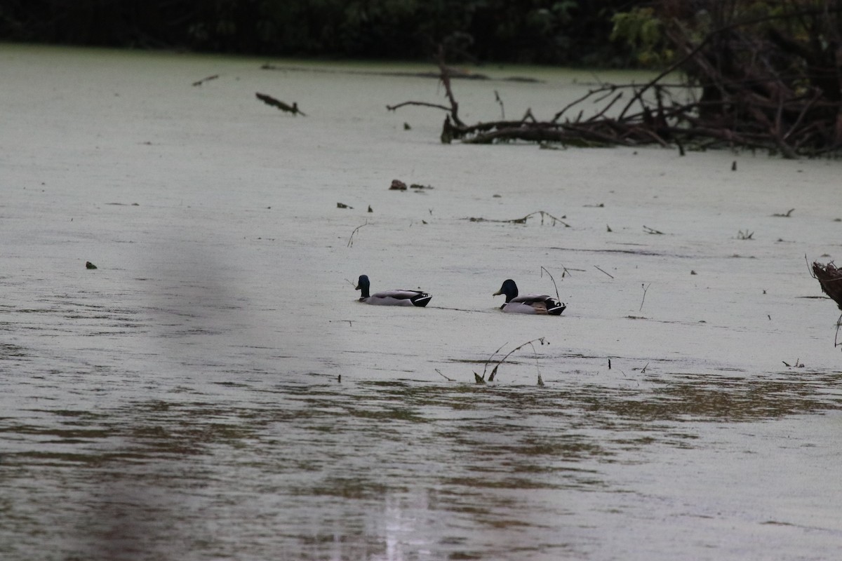 Canard colvert - ML644475842