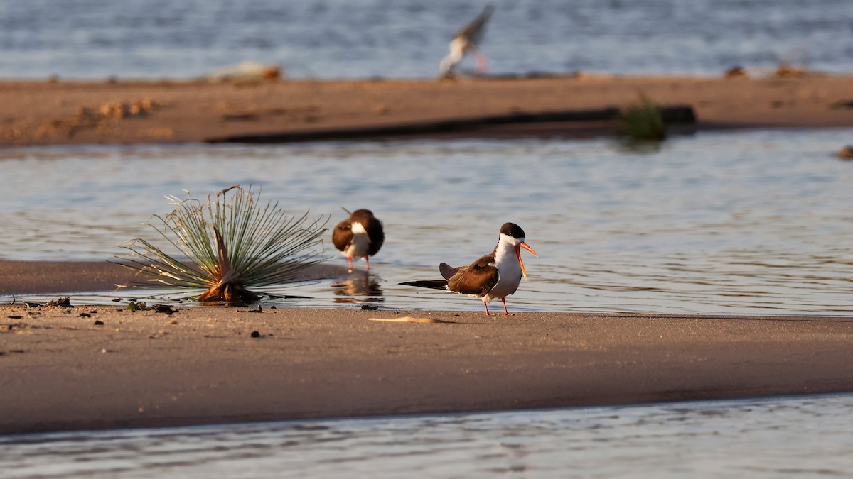 African Skimmer - ML644475843