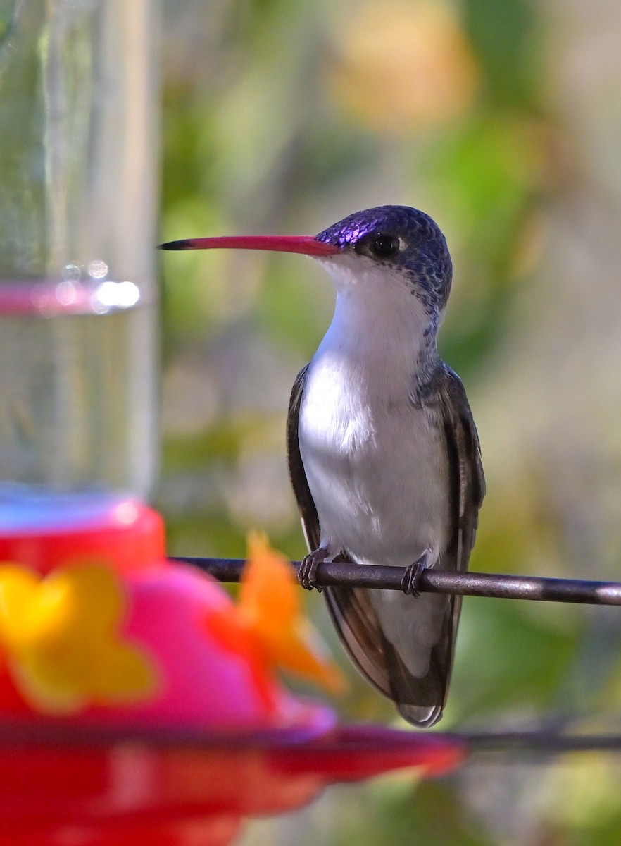 Violet-crowned Hummingbird - ML644475845