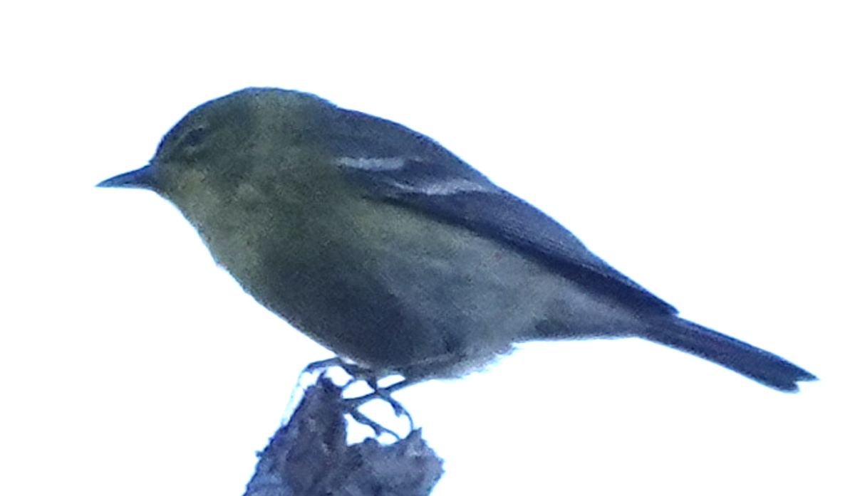 Pine Warbler - ML644475860