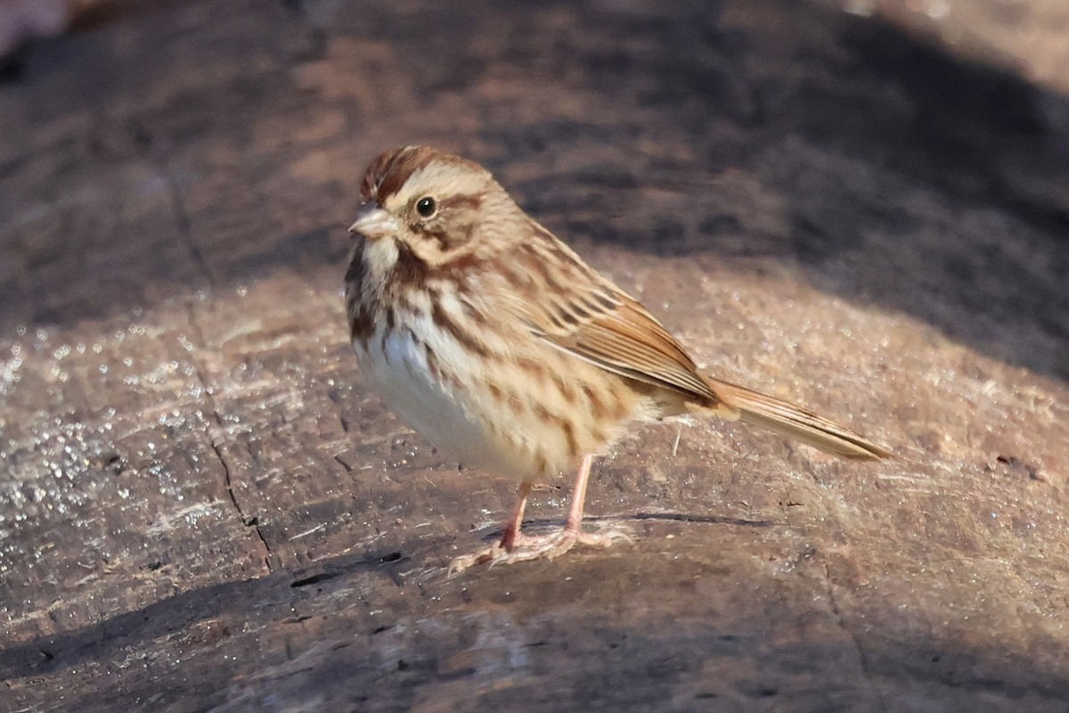 Song Sparrow - ML644475861