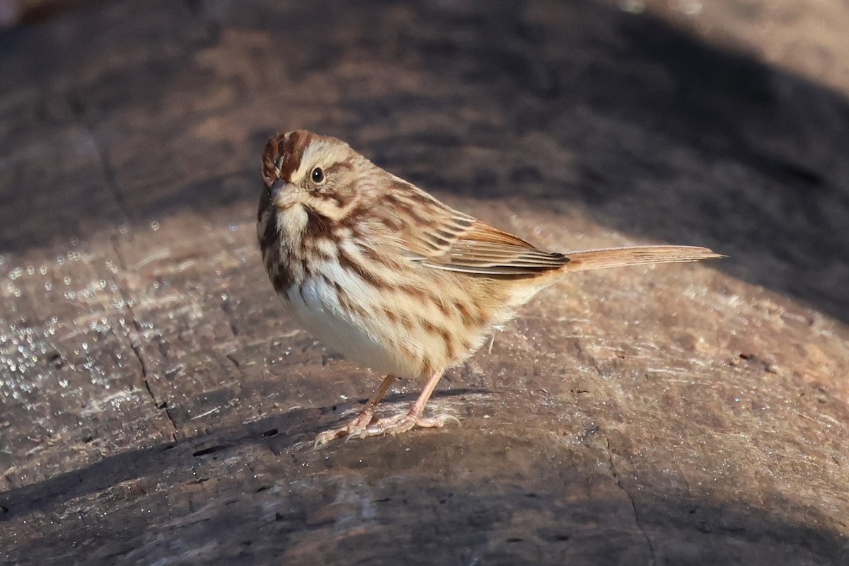 Song Sparrow - ML644475862