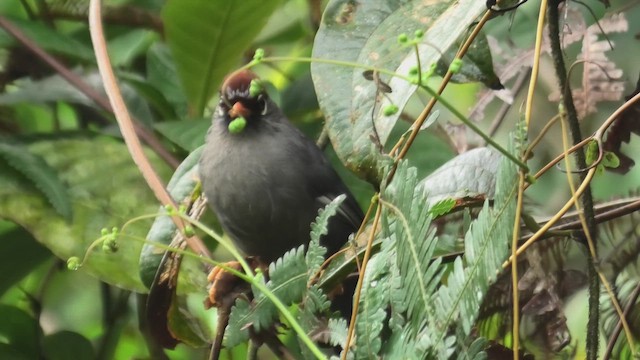 Chestnut-capped Laughingthrush - ML644475869