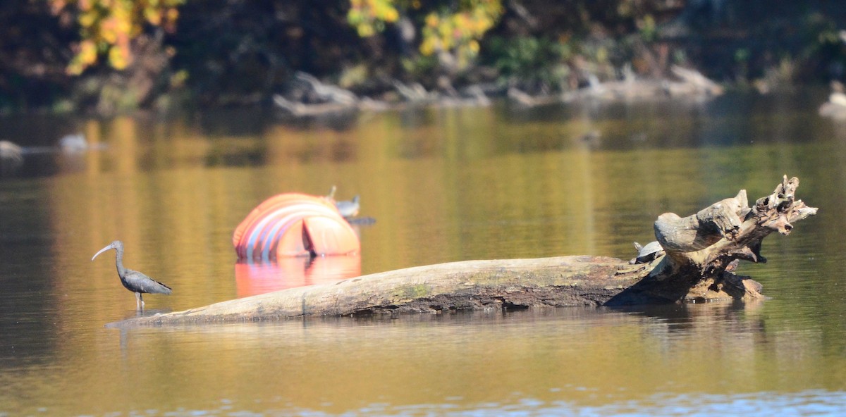 ブロンズトキ - ML644475870