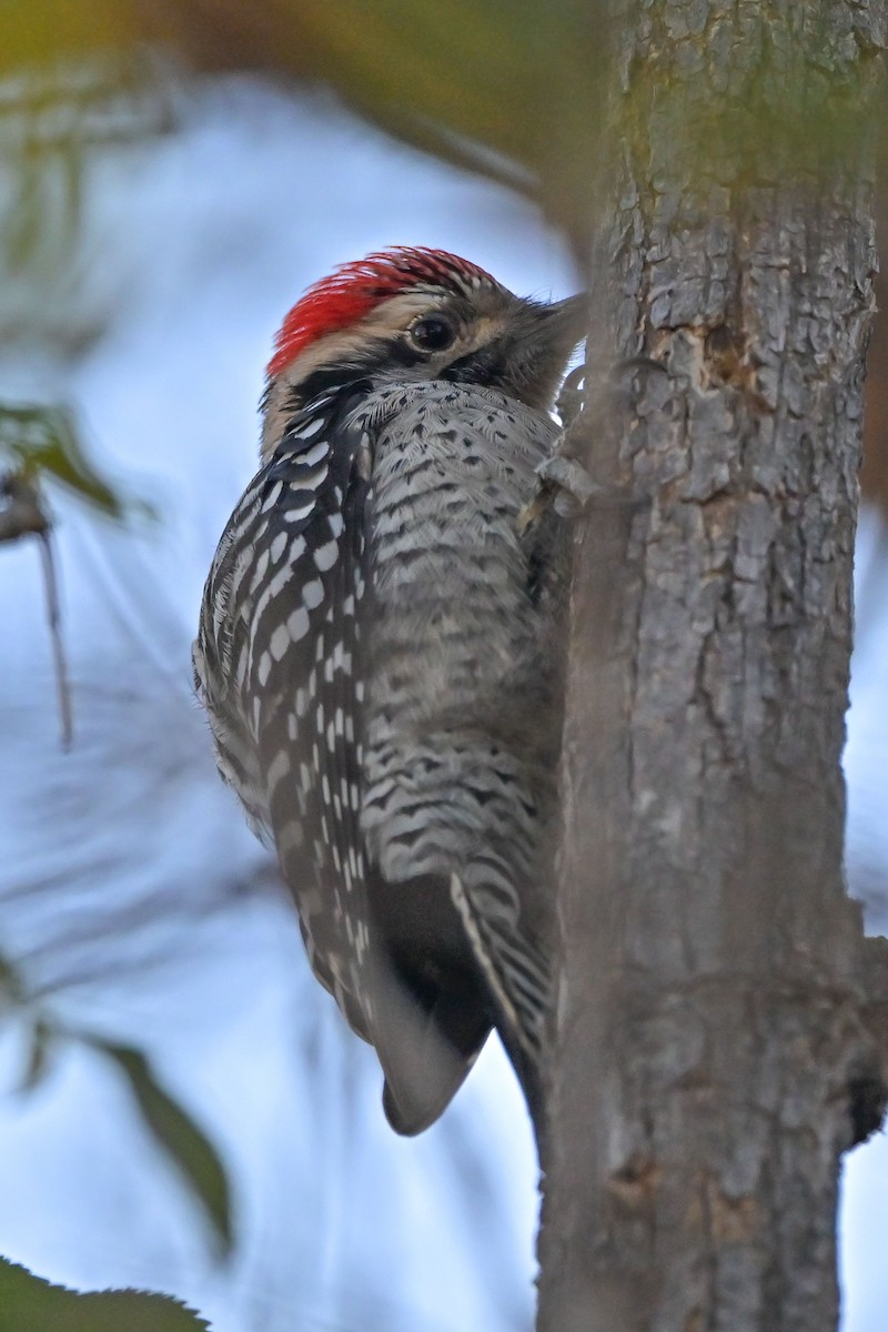 シマアカゲラ - ML644475873