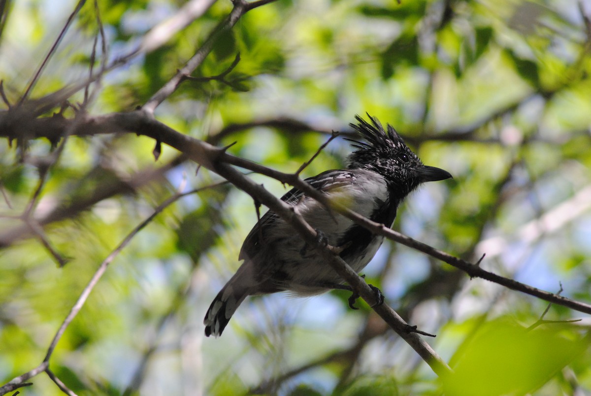 Black-crested Antshrike - ML644475875