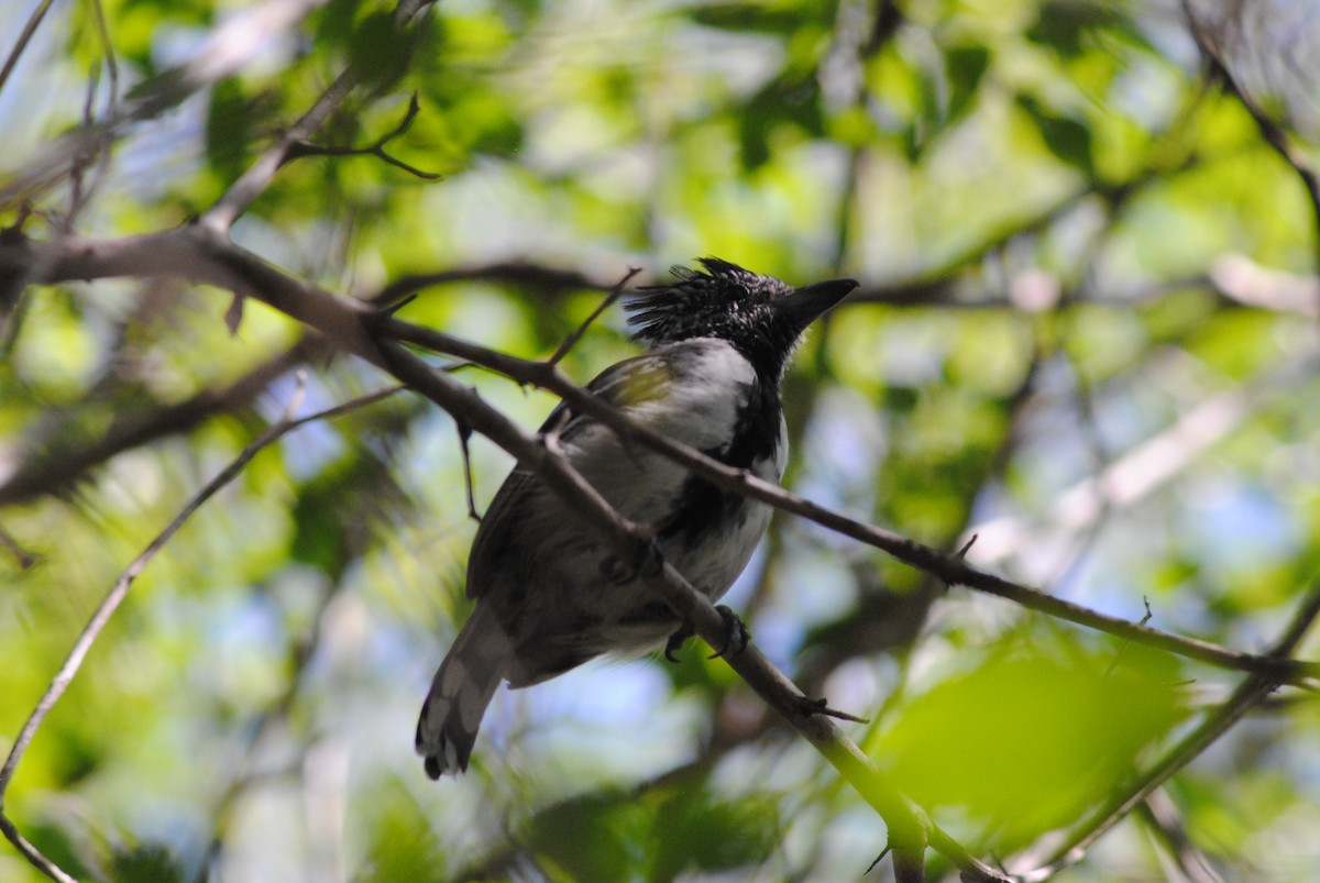 Black-crested Antshrike - ML644475876