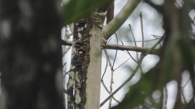 Black-browed Barbet - ML644475877